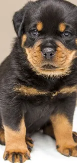 Adorable Rottweiler puppy sitting on a soft background.