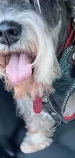 Adorable Schnauzer dog with shaggy fur and pink tongue.