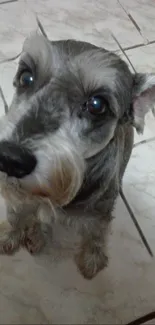 Adorable Schnauzer dog sitting on tiled floor.