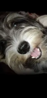 Cute Schnauzer puppy with fluffy fur.