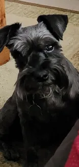 Adorable Schnauzer puppy sitting indoors on a carpet.