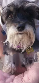 Adorable Schnauzer puppy with soft, fluffy fur in cupped hands.