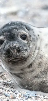 Adorable seal pup resting on a sandy beach.