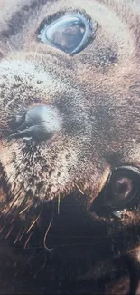 Close-up of an adorable seal looking at the camera, perfect for a mobile wallpaper.