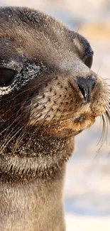 Close-up photograph of a cute seal with sandy whiskers.