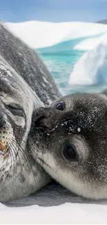 Adorable seal duo cuddling on snow in Arctic background.