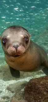 Adorable seal swimming underwater among rocks and fish.