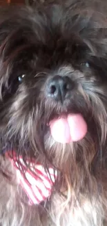 Shaggy dog with tongue out and wearing a striped bandana.