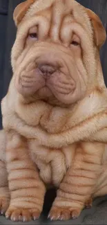 Adorable Shar Pei puppy sitting on wooden background.