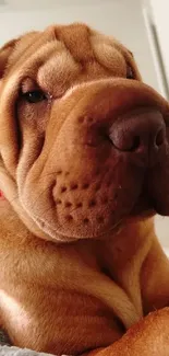 Adorable Sharpei dog with a wrinkled face, lying down indoors.