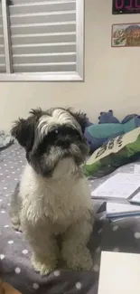 Charming Shih Tzu dog sitting on a bed with toys and books.