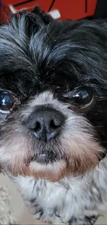 Adorable Shih Tzu dog with black and white fur, close-up.