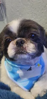 Cute Shih Tzu dog wearing a blue scarf on a fluffy backdrop.