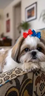 Cute Shih Tzu with bows on patterned armchair