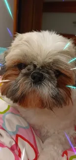 Cute Shih Tzu laying on heart-patterned blanket.