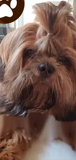 Adorable Shih Tzu with brown fur and a cute hairstyle.