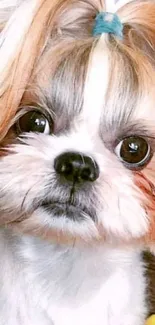 Close-up of a cute Shih Tzu with styled hair and a blue hairband.