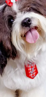 Adorable Shih Tzu with red bow posing playfully on a white background.