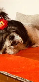 Fluffy Shih Tzu with flower hairpiece lounging on an orange surface.