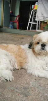 Cute Shih Tzu dog relaxing outdoors with fluffy fur.