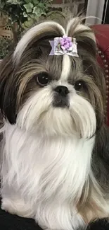 Adorable Shih Tzu puppy with a purple bow.