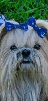 Cute Shih Tzu with blue bow lying on green grass.