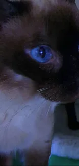 Close-up of a Siamese cat with blue eyes, perfect wallpaper for cat lovers.