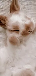 Fluffy brown and white bunny peacefully sleeping.