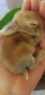 Tiny brown bunny sleeping in a hand.