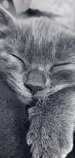 Adorable sleeping gray cat close-up for mobile wallpaper.