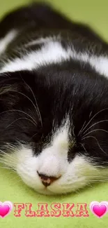 Adorable black and white cat sleeping on a green surface.