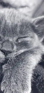 Serene monochrome wallpaper of a sleeping kitten.