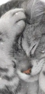 Close-up of a grey tabby cat sleeping peacefully, perfect for a serene wallpaper.