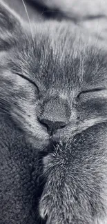 A sleeping cat in black and white, perfect for a calming phone wallpaper.