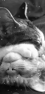 Two adorable cats sleeping together in black and white.