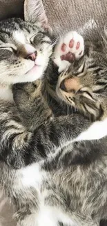 Two cute cats snuggling together on a beige blanket.