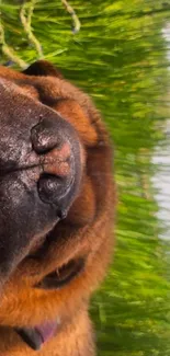 Sleeping dog amidst lush grass background