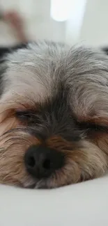 Cute fluffy dog peacefully sleeping on a light surface.