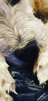 Adorable sleeping dog nestled in soft blanket with beige fur.