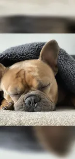 French Bulldog sleeping under a grey blanket, capturing a cozy moment.