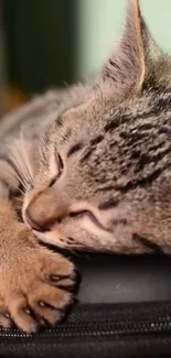 Close-up of an adorably sleeping tabby kitten resting on a soft surface.