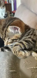 Adorable sleeping kitten cuddled on a sofa, cozy and warm.