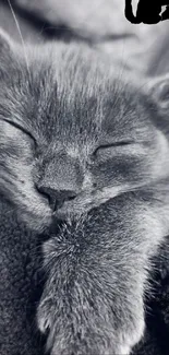 Sleeping kitten in black and white tones, perfect for phone wallpaper.