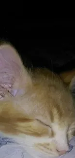 Adorable sleeping kitten on a pillow in soft orange hues.