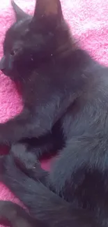 Adorable black kitten sleeps on a pink blanket.