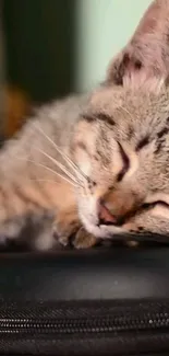 Adorable sleeping kitten on dark surface, peaceful and cute.