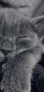 Gray kitten sleeping peacefully on black background.