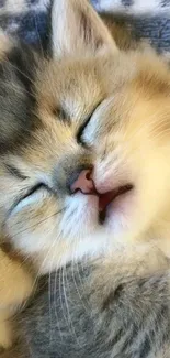 Adorable sleeping kitten with soft fur on a cozy blanket background.