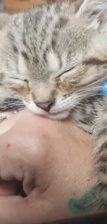 Cute gray tabby kitten peacefully sleeping on a person's hand.