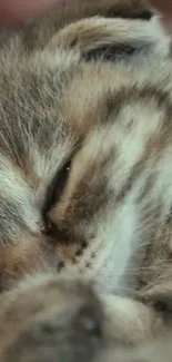 Adorable brown kitten sleeping peacefully with soft fur close-up.